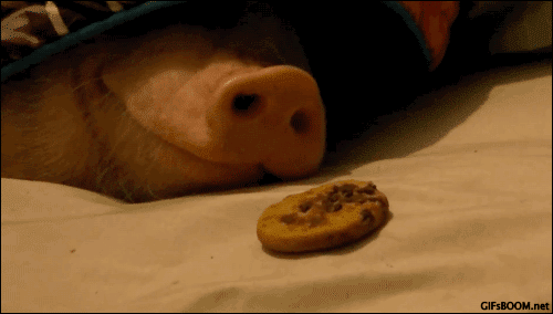 A rajouter sur mon CV : détectrice de truffe 